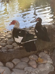 Cairina moschata domestica