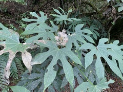 Fatsia polycarpa