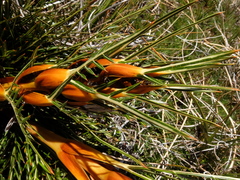 Aciphylla pinnatifida