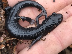 Plethodon metcalfi