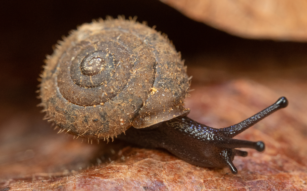 pygmy oregonian