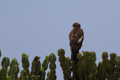 Hieraaetus wahlbergi