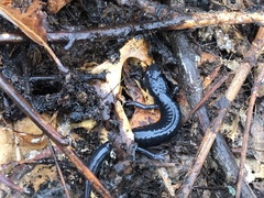 Plethodon metcalfi