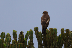 Hieraaetus wahlbergi