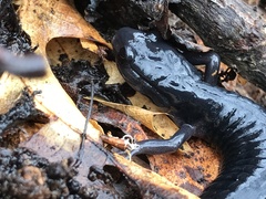 Plethodon metcalfi