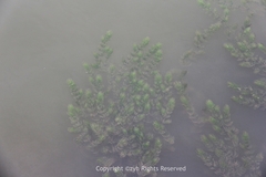 Ceratophyllum demersum
