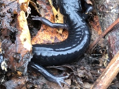 Plethodon metcalfi