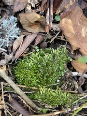 Brachythecium rivulare