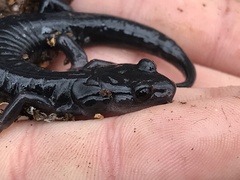 Plethodon metcalfi