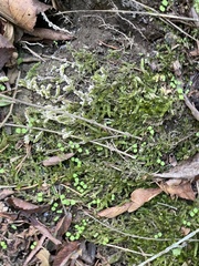 Brachythecium rivulare