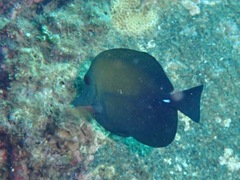 Zebrasoma scopas
