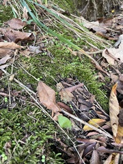 Brachythecium rivulare