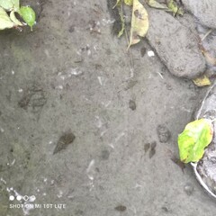 Thiaridae
