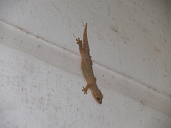 Thecadactylus rapicauda