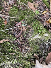 Brachythecium rivulare