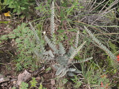 Astrolepis integerrima