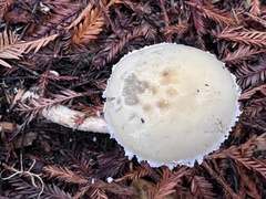 Stropharia ambigua
