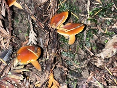 Stropharia ambigua