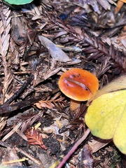 Stropharia ambigua