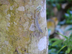 Anolis aeneus
