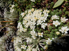 Kelleria croizatii