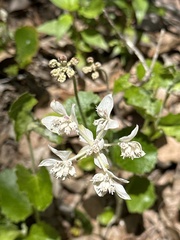 Xanthosia rotundifolia
