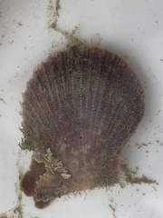 Mimachlamys asperrima