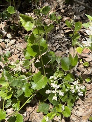 Xanthosia rotundifolia