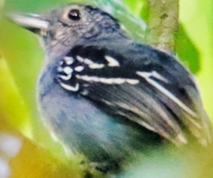 Thamnophilus atrinucha