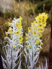 Senecio niveoaureus
