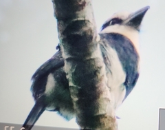 Notharchus hyperrhynchus image