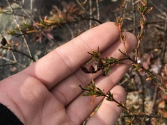 Hypericum densiflorum