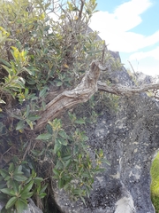 Olearia avicenniifolia