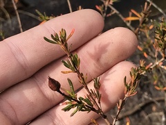 Hypericum densiflorum