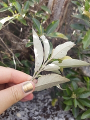 Olearia avicenniifolia