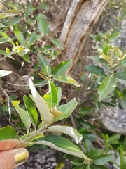 Olearia avicenniifolia