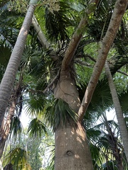Ceiba
