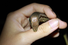 Copeoglossum aurae