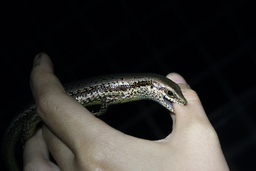 Greater Windward Skink, Copeoglossum aurae