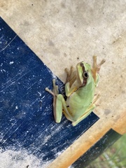 Hyla chinensis