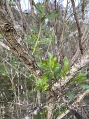 Baccharis halimifolia