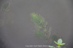 Ceratophyllum demersum