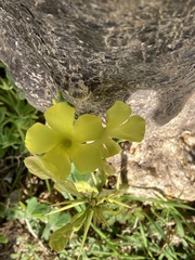 Oxalis pes-caprae