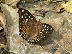 Junonia erigone