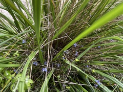 Dianella brevicaulis