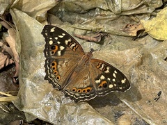 Junonia erigone