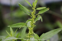 Rumex trisetifer