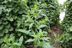 Rumex trisetifer