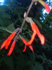 Salvia gesneriiflora