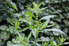 Rumex trisetifer
